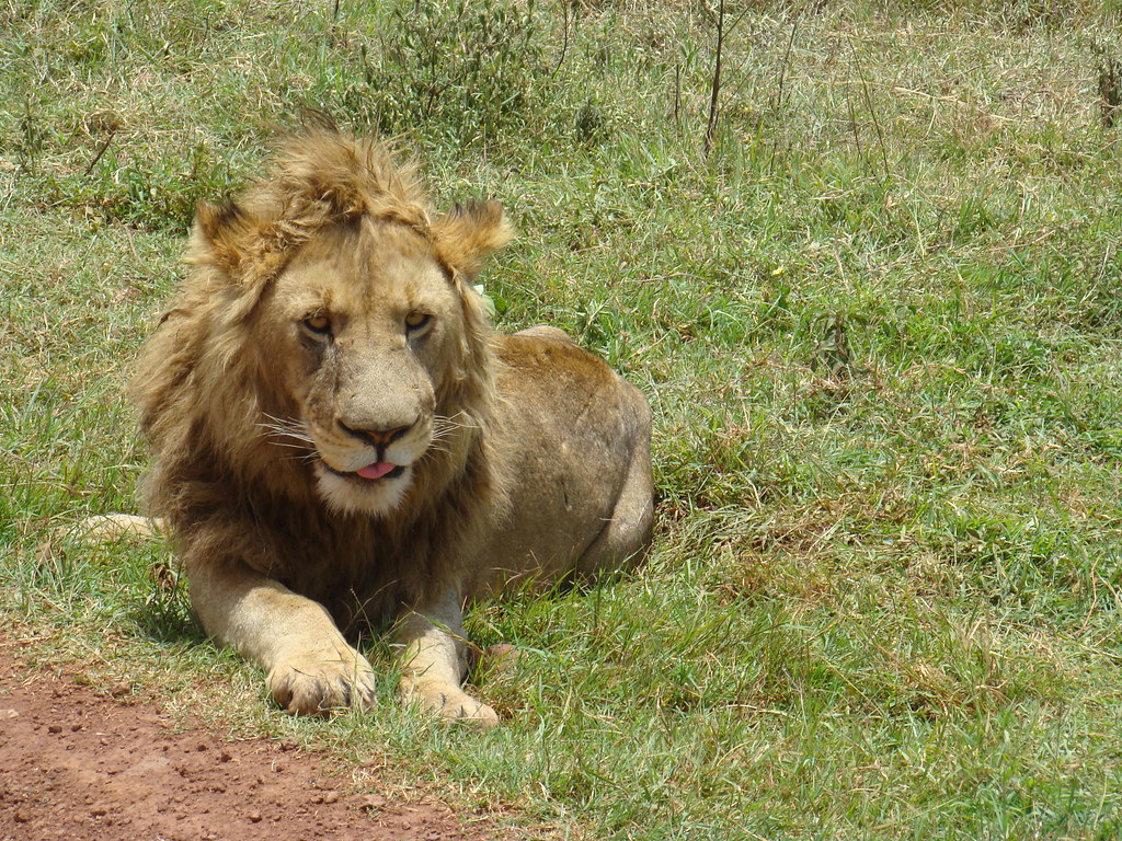 Leon Safari Area de Ngorongoro Tanzania 14