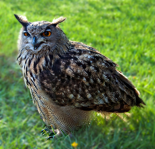 Búho Real (Bubo bubo) | by Fotos_Mariano_Villalba