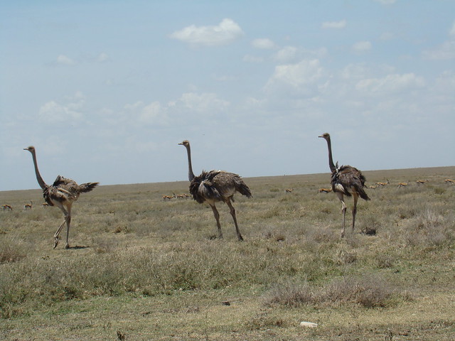 Avestruces  y gacelas Safari Parque Nacional Serengueti Tanzania 34