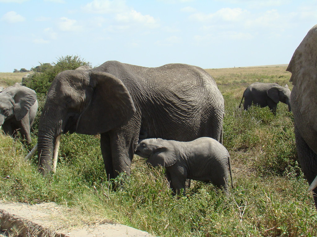 Elefantes Safari Parque Nacional Serengueti Tanzania 07