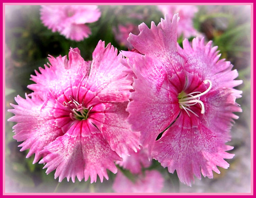 Pink aliens | by Stephen Marcus