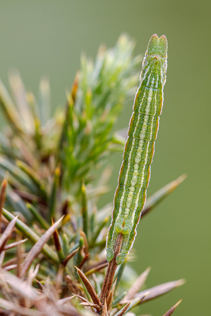 Grass Emerald - Pseudoterpna pruinata atropunctaria