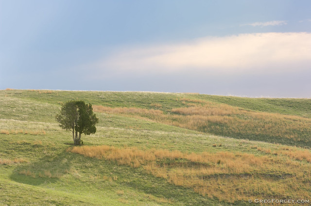 Tree on a hillside