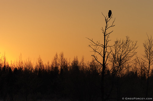 Great Gray Owl | by Greg Forcey
