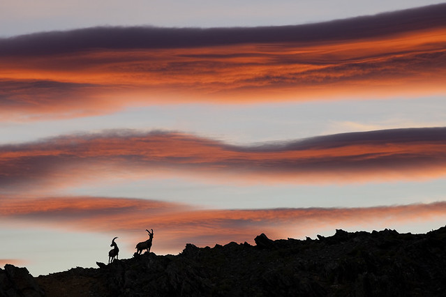 Alpine Ibexes Silhouette