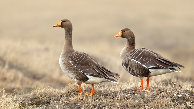 Greater White-fronted Goose pair