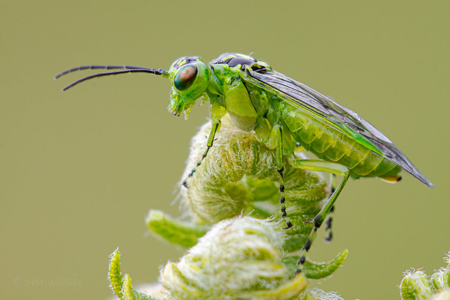 Green Sawfly - Rhogogaster viridis