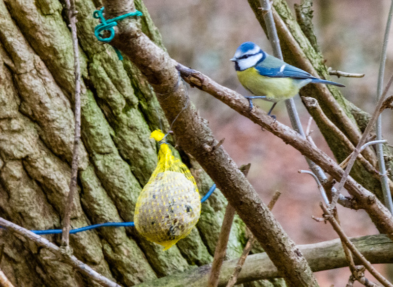 Nuthatch feeding