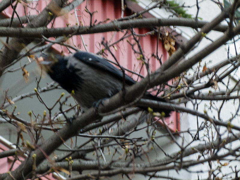 Hooded crow
