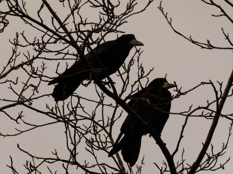 Rooks