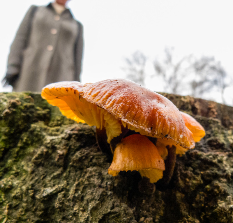 Fungus on a tree stump