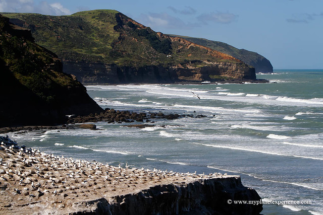 New Zealand - Gannet colony at Muriwai  Beach