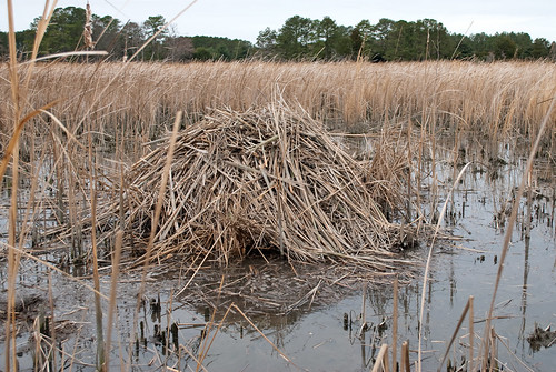 Nutria eradication in Wicomico County, Md. | by chesbayprogram