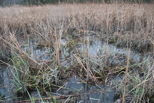 Nutria eradication in Wicomico County, Md. | by chesbayprogram