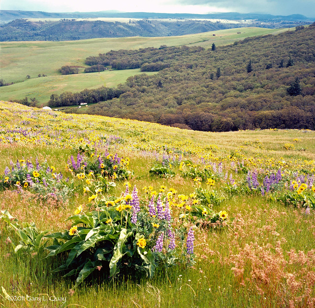 Wildflowers, 7 Mile Hill, Oregon