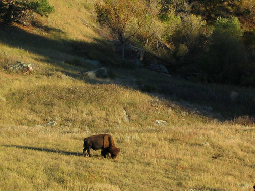 A bison at Wind Cave National Park. South Dakota