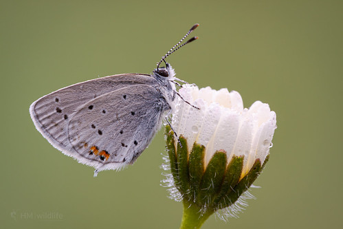 Short-tailed Blue - Everes argiades by HM Wildlife, This image was taken on the 6th April 2012 at Norcenni Girasole in Tuscany, Italy. Best viewed in b