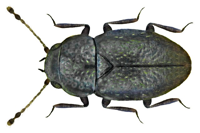 Ptenidium punctatum (Gyllenhal, 1827)