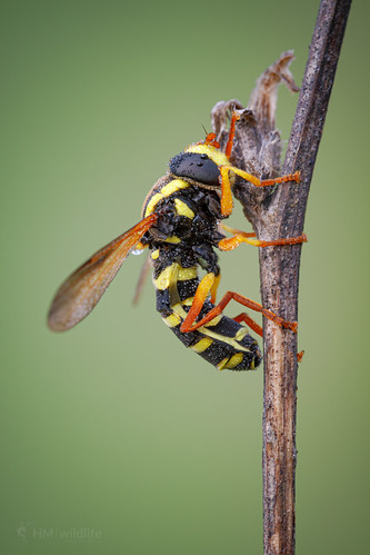 Hoverfly - Xanthogramma citrofasciatum by HM Wildlife, This image was taken in the early morning on the 6th April 2012 at Norcenni Girasole in Tuscany Ital