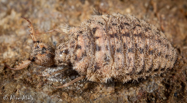 Antlion Larva (Myrmeleon sp.)