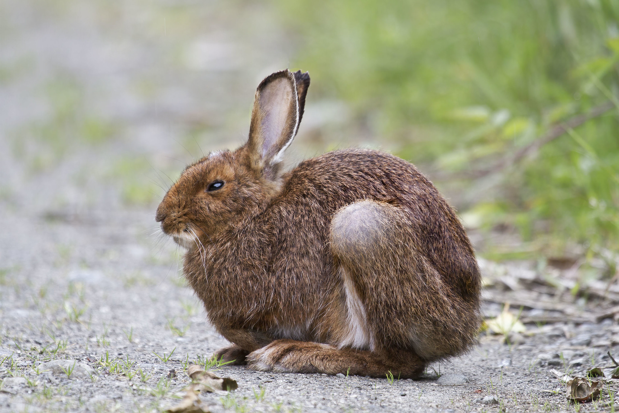 Кролик против. Заяц vs кролик. Зайцы в Америке. Lepus americanus.