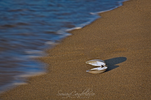 Seashell By The BeachA single seashell on the wet sand by the beach at sundown.Susan Candelariohttp://www.sdcphotography.com/http://www.sdcphotography.com/