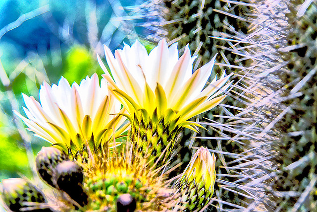Cacti flowers 05-2012 -2