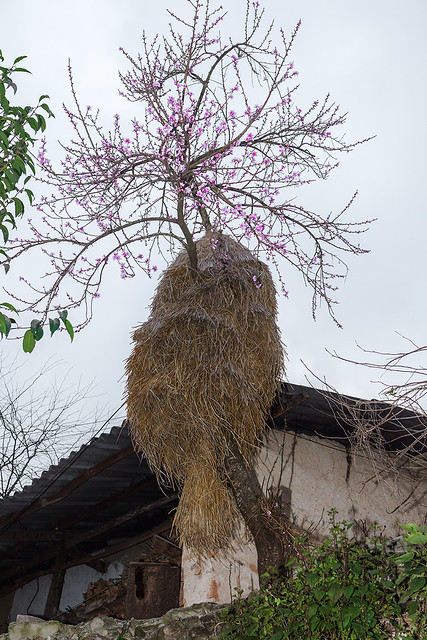 _MG_7738.0312.Lũng Táo.Đồng Văn.Hà Giang.