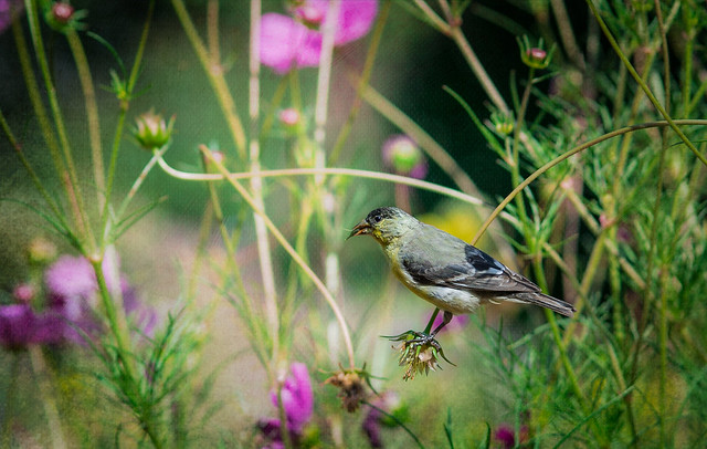 Bird is eating the flowers.