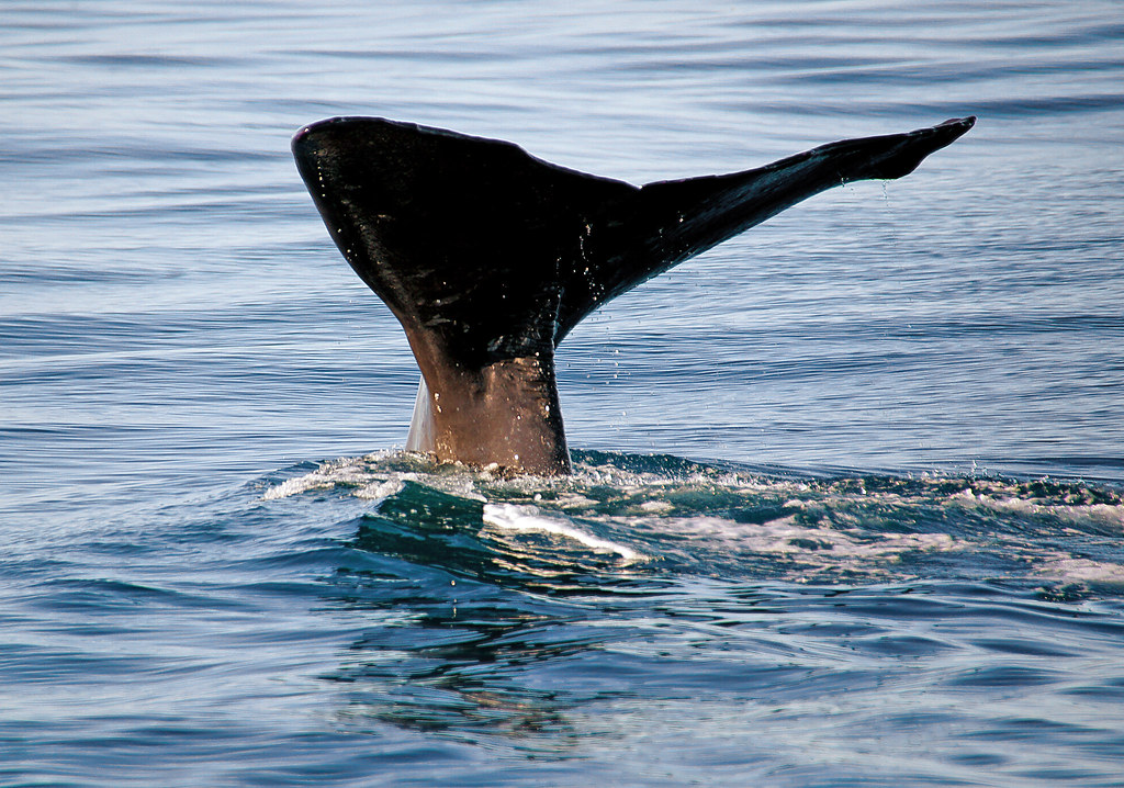 Whale fluke., A whale's tail is called its flukes.  A wh…