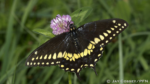 butterfly indiana swallowtail macrophotography martincounty insecta butlersfarm lepidopterabutterfliesmoths photographerjaycossey
