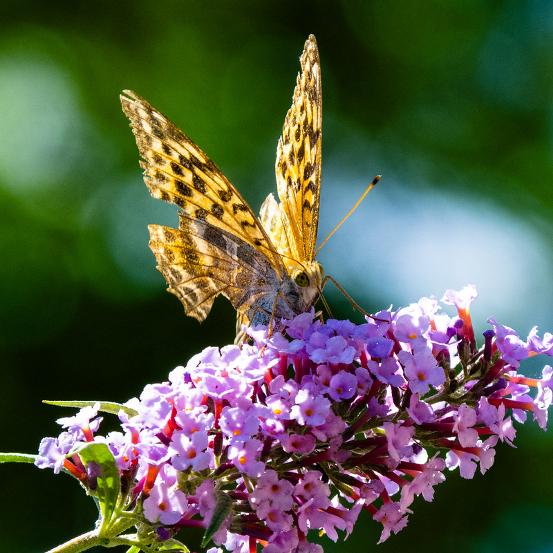 Fritillary butterfly feeding