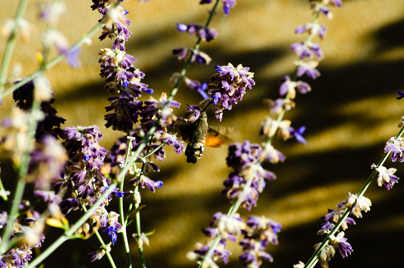 Hummingbird hawkmoth
