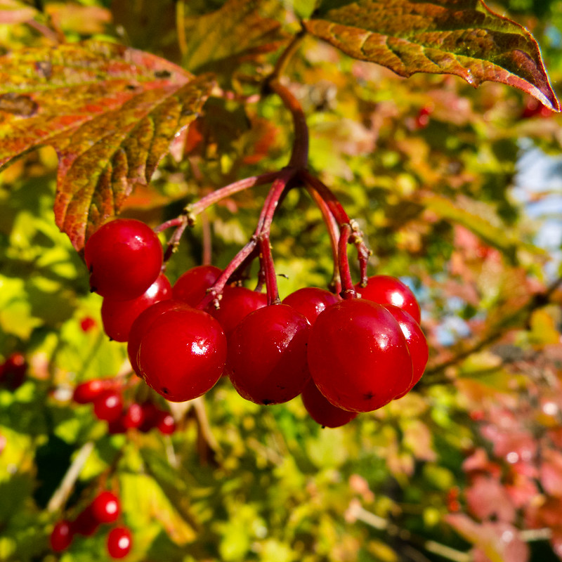 Vibernum berries