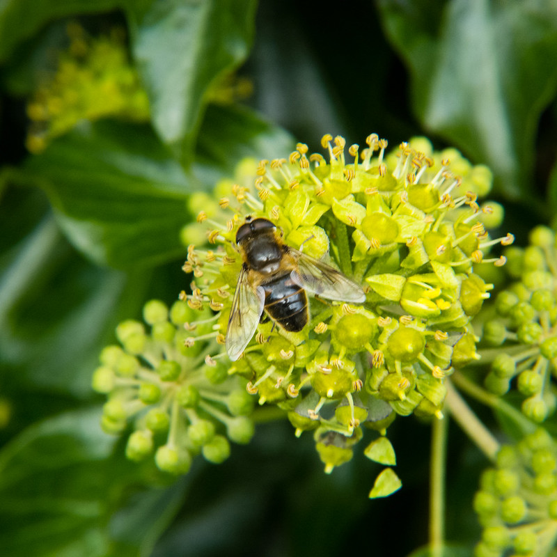 Bee gathering ivy pollen