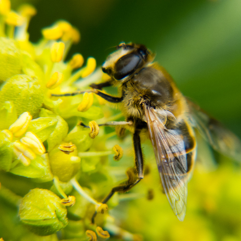 Bee gathering ivy pollen
