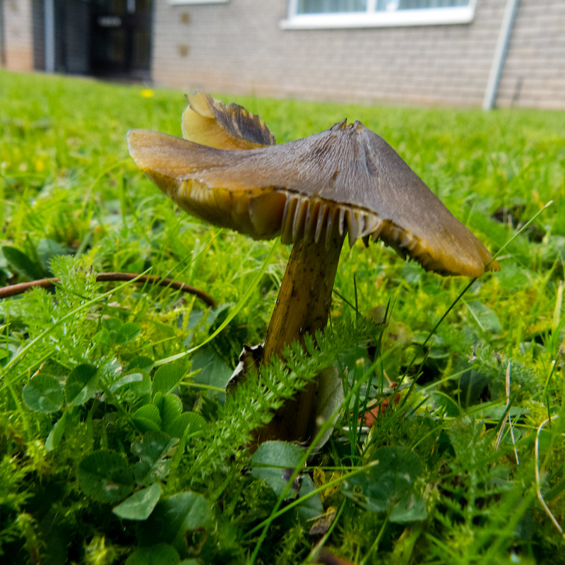 Blackening waxcap