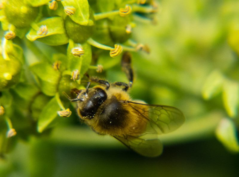 Bee gathering ivy pollen