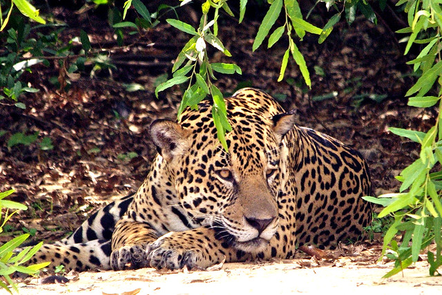 Male Jaguar Resting In Shade In Brazilian Wild- Explore #373 10/20/12