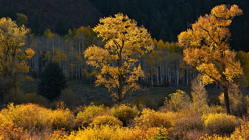 travel autumn trees light sunset sunlight fall beautiful forest landscape golden evening nikon colorado aspens aspen cottonwoods photobenedict