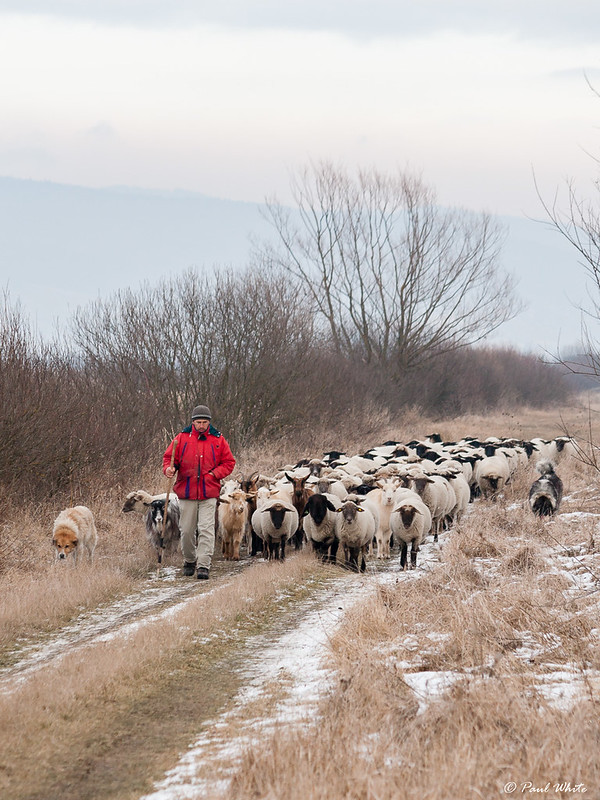 Tibor leading flock out for winter grazing