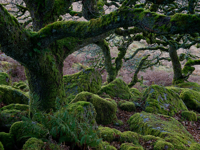 Wistman's Wood-Dartmoor