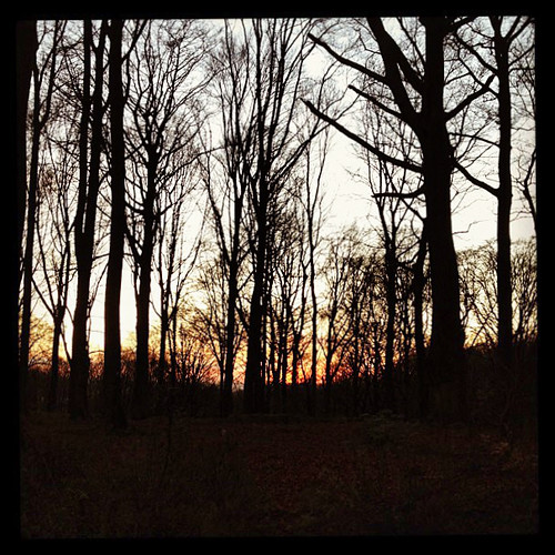 Boswandeling met gratis frisse neus zondagnamiddag by luc_makesphotos, square squareformat hefe iphoneography instagramapp uploaded:by=instagram foursquare:venue=4e439d934