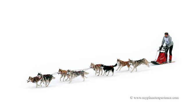 Into the white - Sled dog race