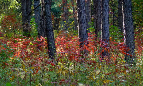november shrub fallcolor