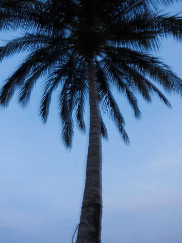 costarica palmtree montezuma nicoya
