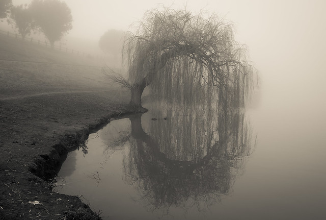 Magical Willow Tree