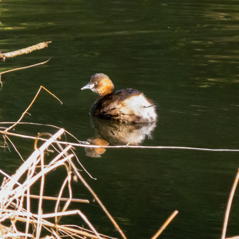 Dabchick in breeding plumage