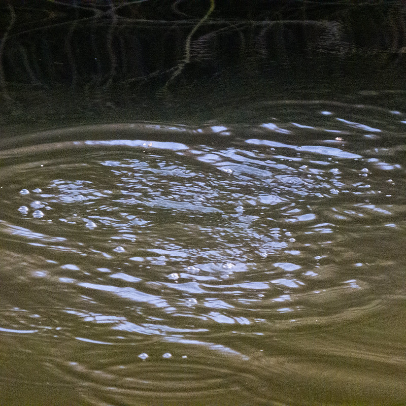 Dabchick bubbles
