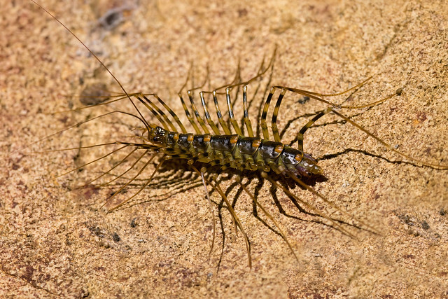 Giant Scutigera Centipede